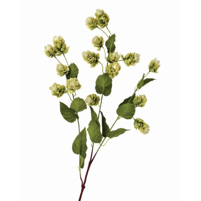 Hops Spray X 15 39"