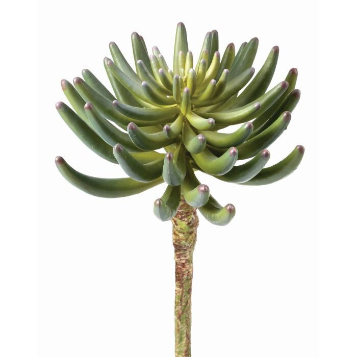 Pl. Finger Succulent 7.5"D 12"