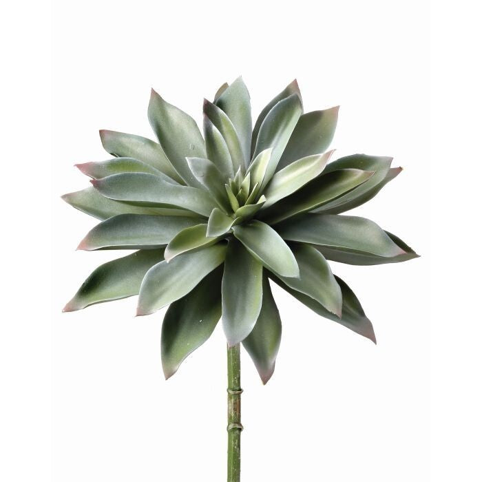 Pl. Star Succulent  12"