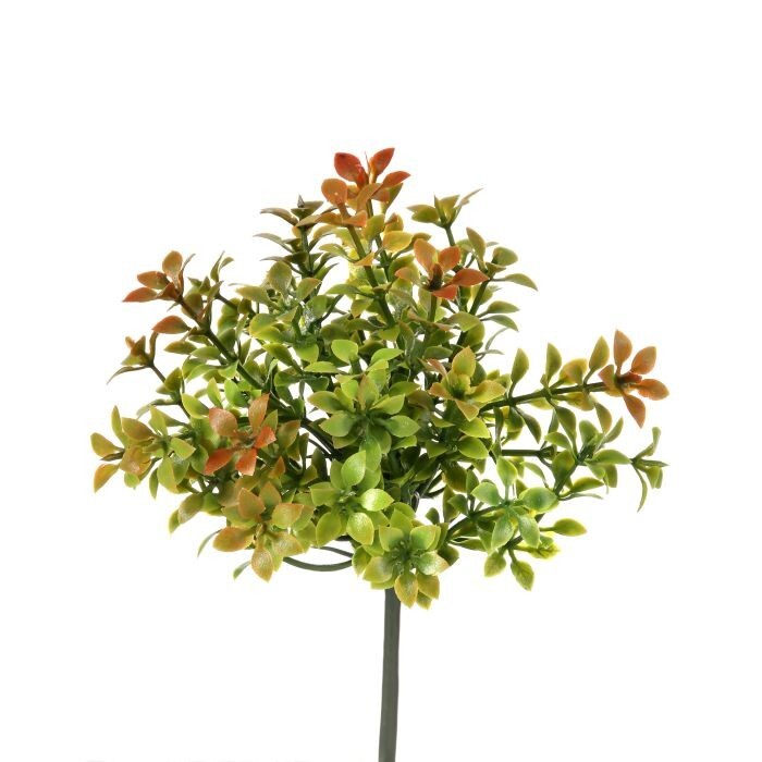 Pl. Thyme Pick 6"