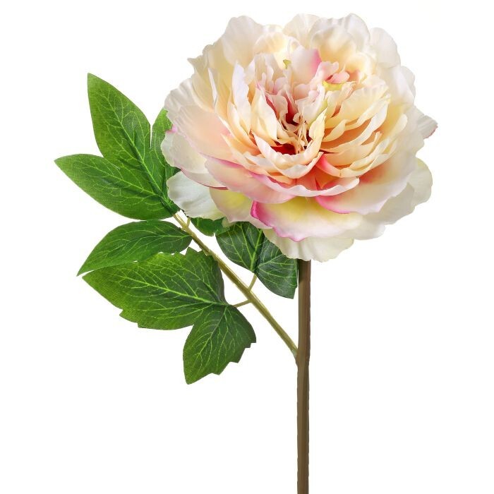 Cut Peony Stem 12"