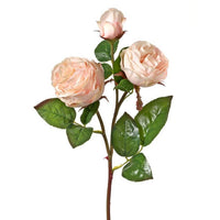 Just Cut Floribunda Rose X2 +Bud 21