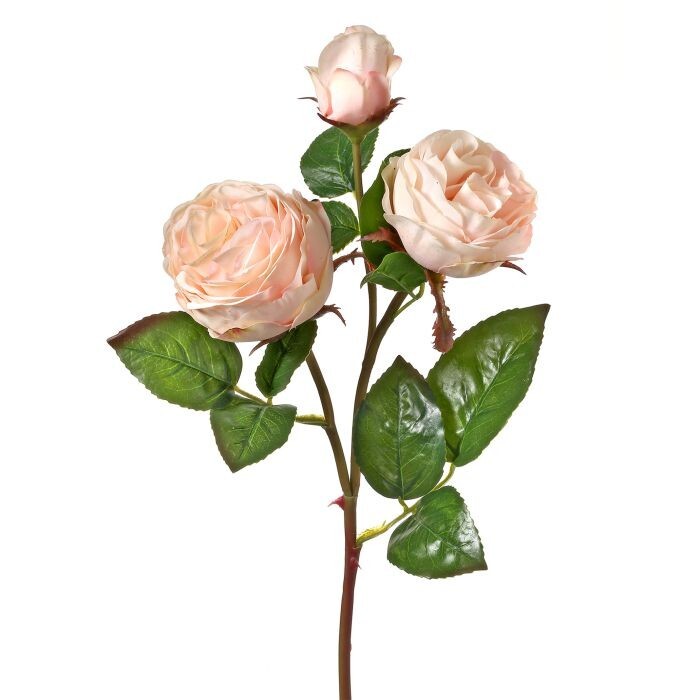 Just Cut Floribunda Rose X2 +Bud 21"