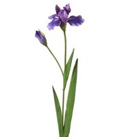 Dutch Iris + Bud 28