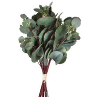 Silver Dollar Eucalyptus Bundle 15