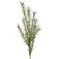 Foam Feather Grass Succulent 43