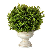 Pl.Ptd Spring Boxwood Ball In Urn 11