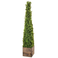 Pl.Spring Boxwood Obelisk In Wood 48