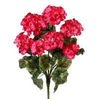 Geranium Bush X 7 20