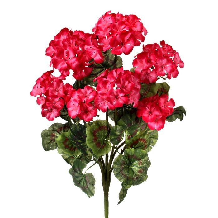Geranium Bush X 7 20"