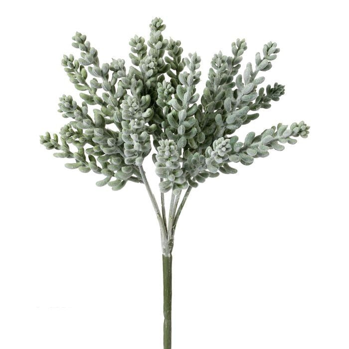 Pl.Finger Sedum Bush X6 10"