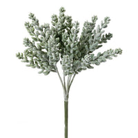 Pl.Finger Sedum Bush X6 10