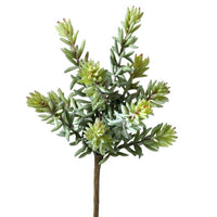 Pl Finger Succulent Pick X10 10