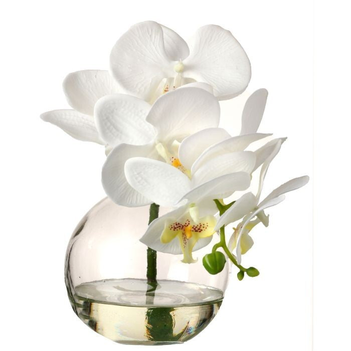 Phaleanopsis X6+3 Bud In Illusion 10"