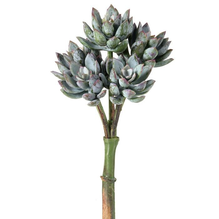 Pl.Uv Star Succulent X5 Pick 9"