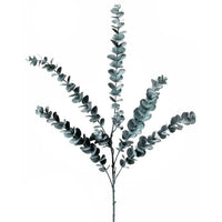 Pl Eucalyptus Spray X5 35