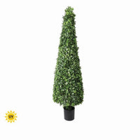 Pl.Uv Prf English Boxwd Con Topi 72