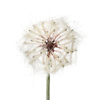 Deluxe Dandelion Spray 28