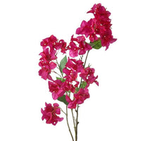 Bougainvillea Branch 41