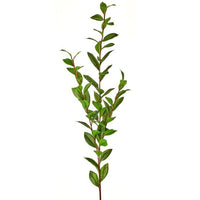 Pe Triple Laurel Leaf Branch 55