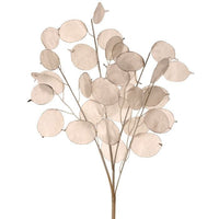 Pl. Lunaria Spray 27