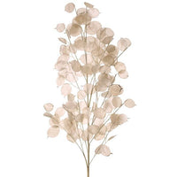 Pl. Lunaria Branch 41