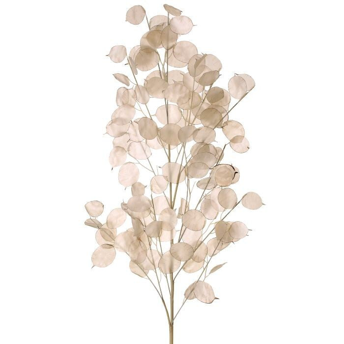 Pl. Lunaria Branch 41"