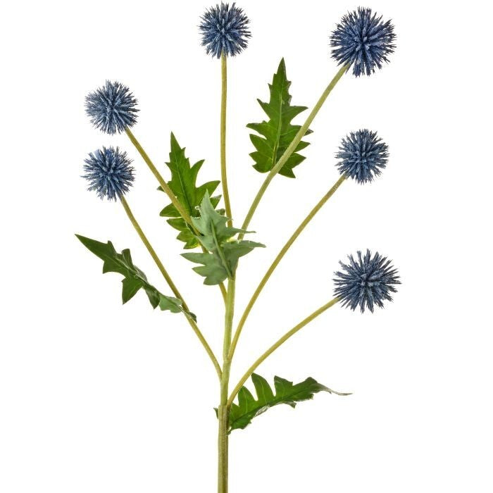 Pl. Echinops Spray X6 24"