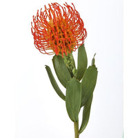 Pl. Pincushion Protea 21