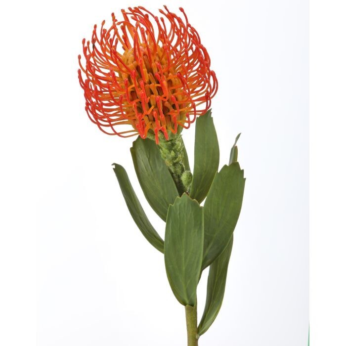 Pl. Pincushion Protea 21"