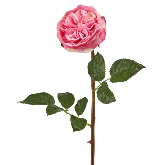 Just Cut English Rose 22"