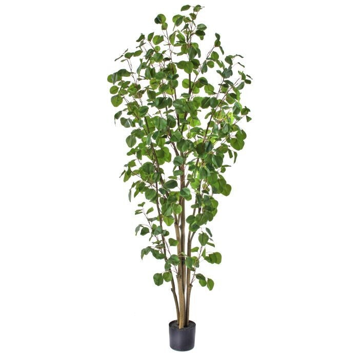 Ptd Pu Silver Dollar Eucalyptus Tree X577 6'