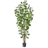 Ptd Pu Silver Dollar Eucalyptus Tree X577 6'