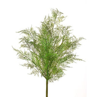 Pls Asparagus Fern Bush 20