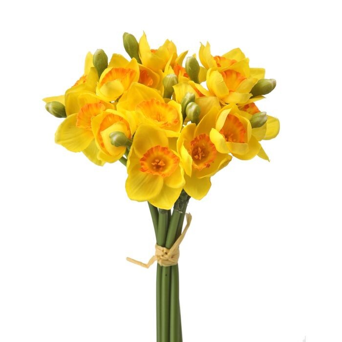 Narcissus Bundle X5 12"