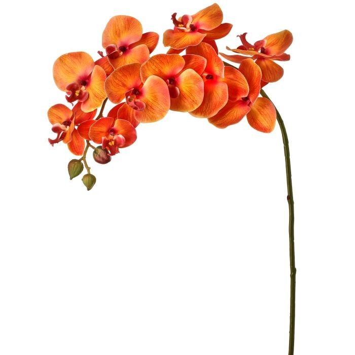 34" Pu Fancy Phalaenopsis Stem