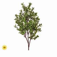 Pl American Boxwood Spray 16