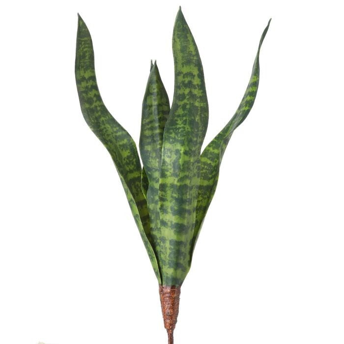 20" Pl Sansevieria Plant X6