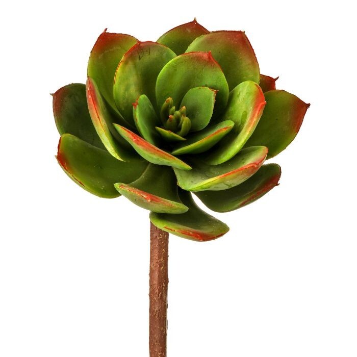 Pl Artichoke Leaf Echeveria 7" 5"D
