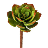 Pl Artichoke Leaf Echeveria 7