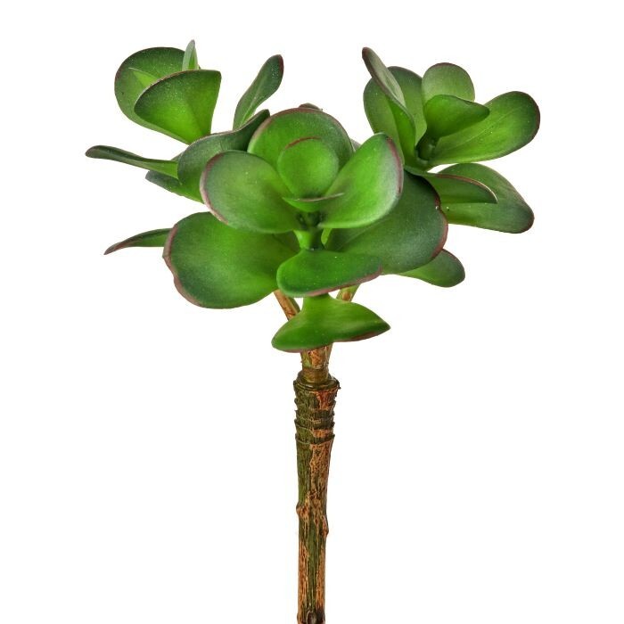 Pl Uv Triple Jade Succulent 6.5"