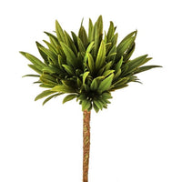 Pl Moss Succulent 7