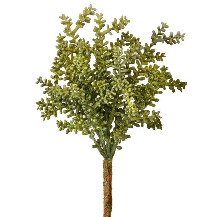 Pl Uv Baby Tear Succulent 7.5"
