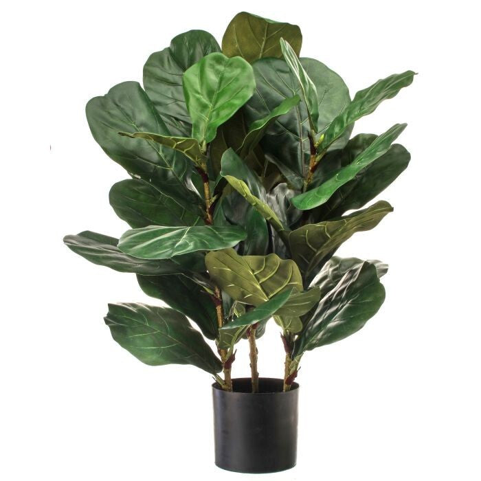 Ptd Triple Mature Fiddle Leaf Plant 32"