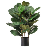 Ptd Triple Mature Fiddle Leaf Plant 32