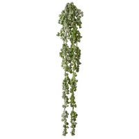 Pl Nat Tch Nut Succulent Vine 19