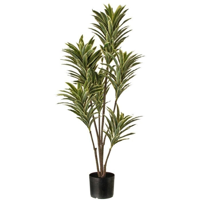 46" Ptd Pu Nat Tch Baby Dracaena X6 270Lv