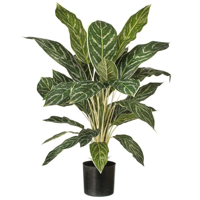 Ptd Aglaonema Plant 38 Lv 26"