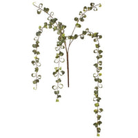 Pl Curly Ficus Vine X5 30