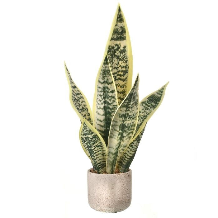 21" Ptd Pl Sansevieria Plant